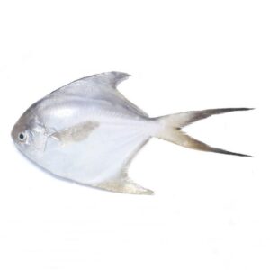 White Zubaidi (White Pomfret)