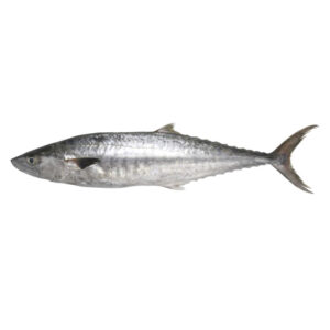 Kingfish Kanaad