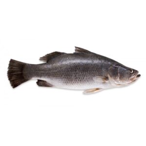 Sea Bass