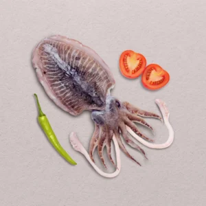 Cuttlefish - حبار